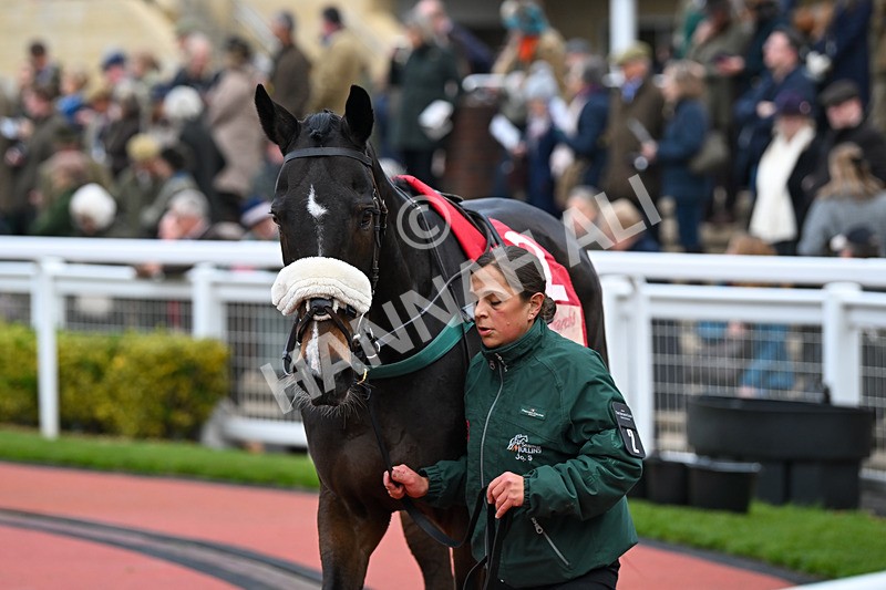 151124-Race 4-Paddock-Tommie Beau-8076