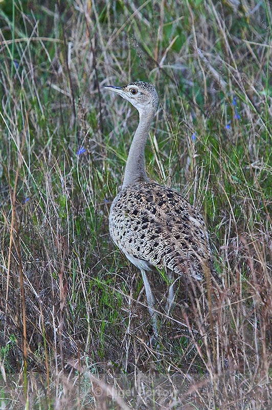 Black-bellied Bustard (female) in long grass - Black-bellied Bustard (Korhaan)