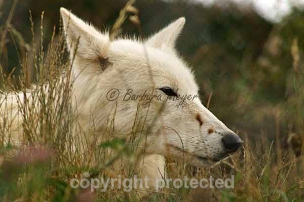 White Wolf - Nuna (Woodside Wildlife Park) - Smaller Cats & Other Wildlife - Wolves