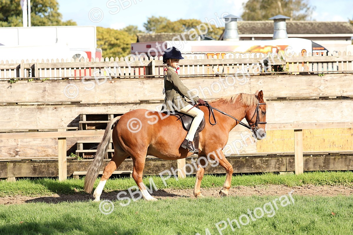 SBM_52347 - S13 - Pony Club Pony