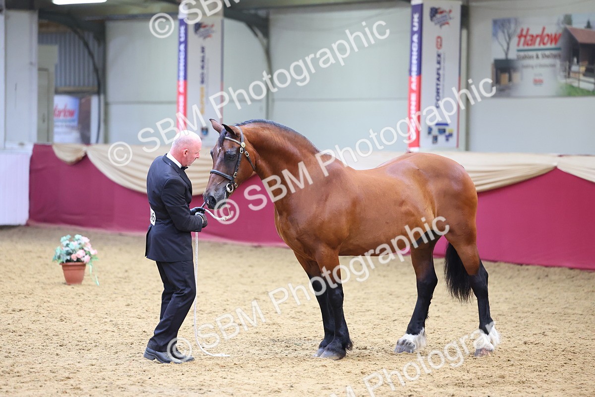 SBM_22659 - Class 903 - Supreme Final - IH Pre Vet