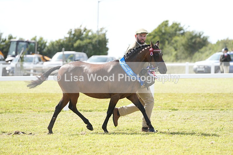 DSC07525 - Pony Breeding Championship