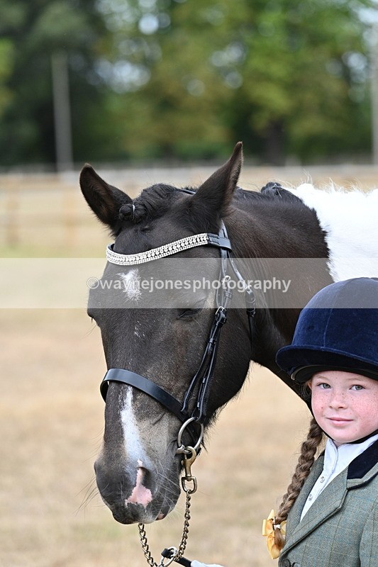 WJ7_9704 - Class 5 Most Handsome Gelding (up to 14.2hh)