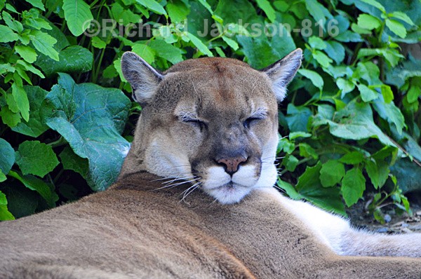 Does He Really Think I'm Sleep? - Animals