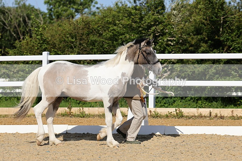 1X9A0719 - Class 3: Youngstock 1, 2, 3 year old not to exceed 153cm