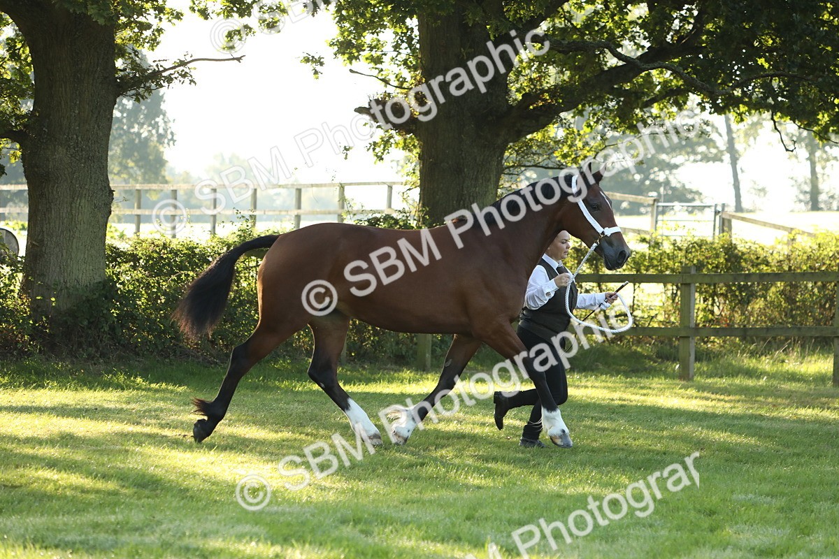 SBM_57945 - S42 - Youngstock