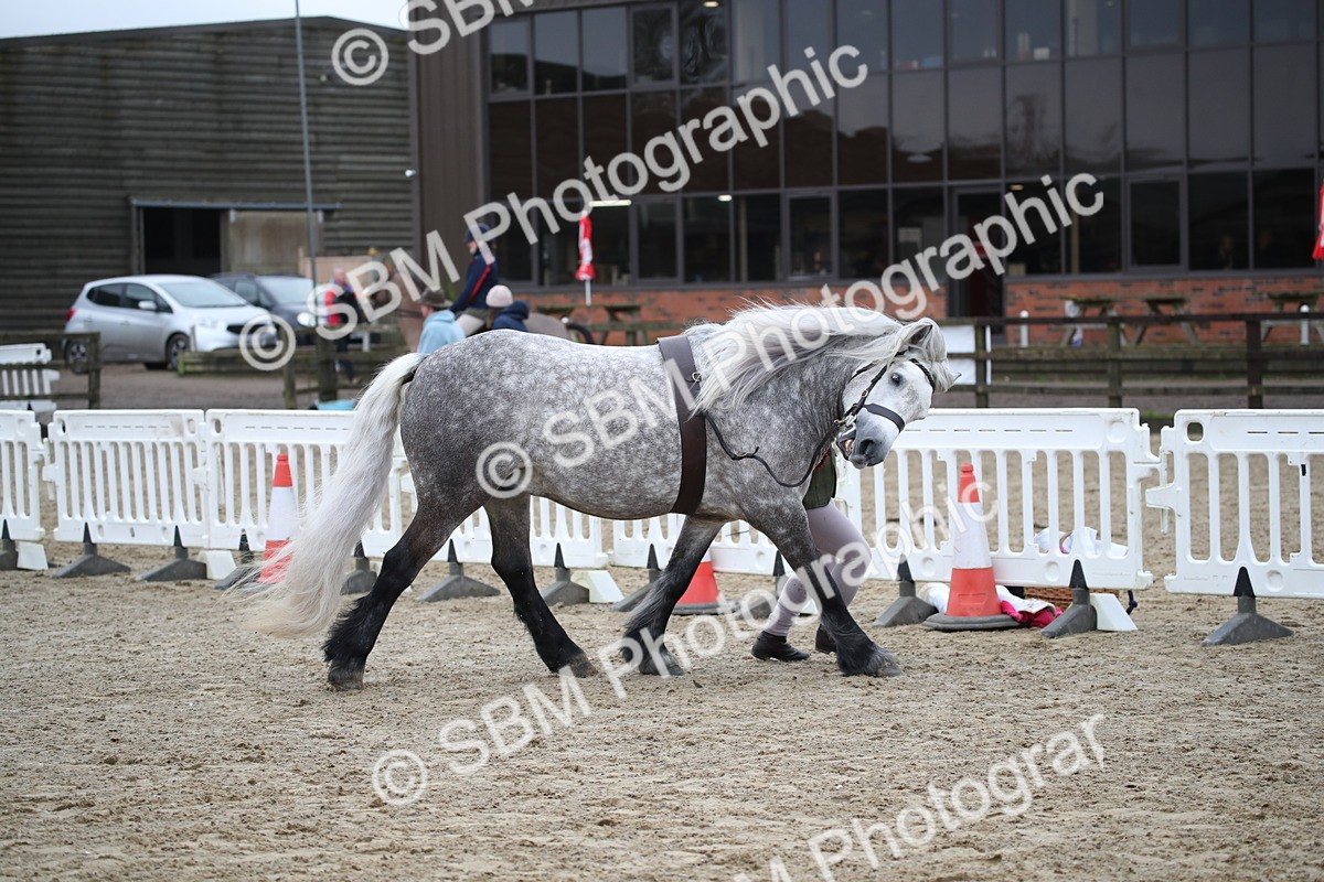SBM_004091 - Class 1-4 - Young Stock classes Inc. In Hand Championship