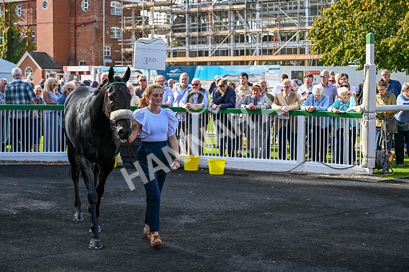140926-Race 4-Lamlash Bay-3177 - Race 4 3.51pm Sapphire Selling Handicap