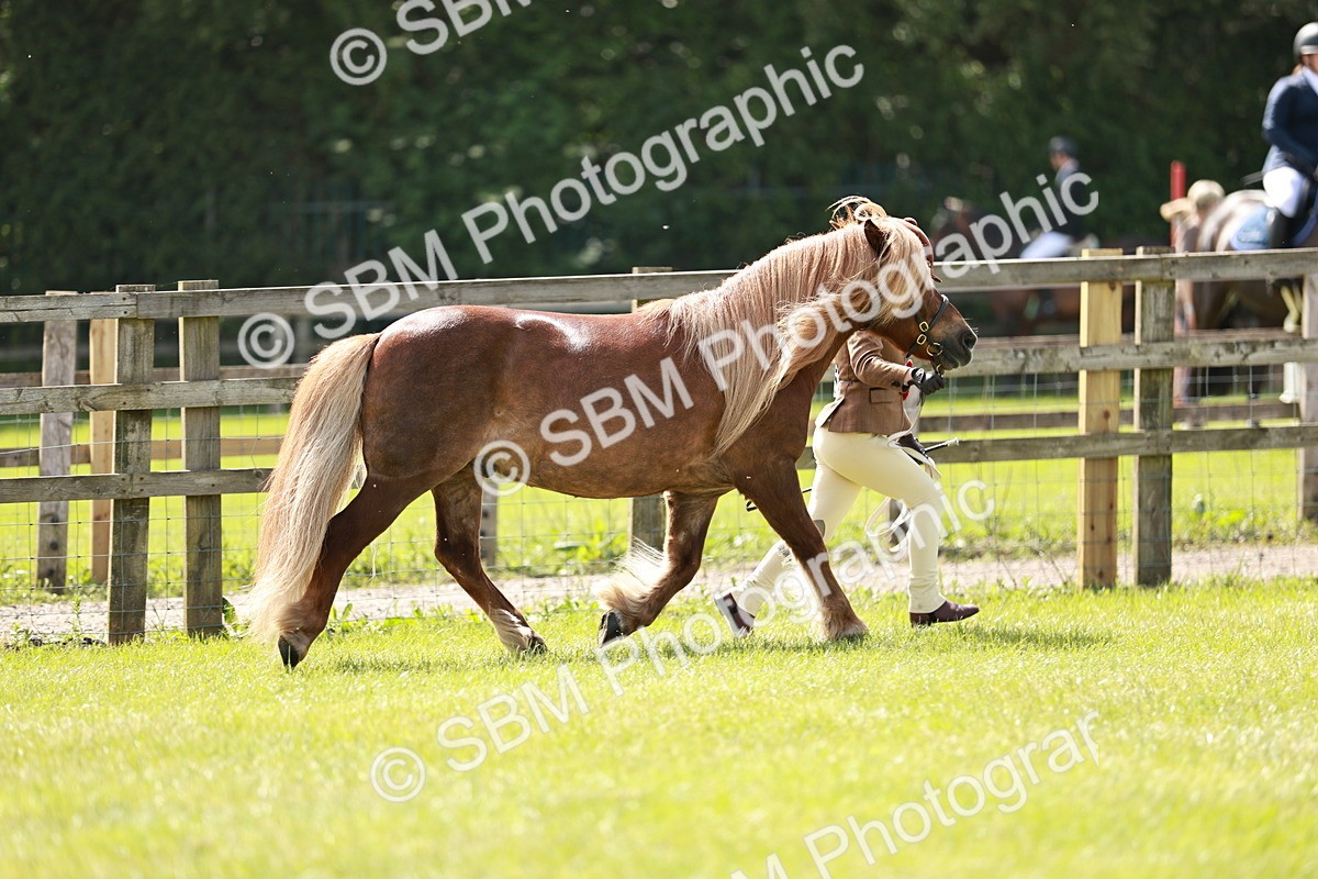 SBM_02446 - Class 14-23 - Mountain & Moorland In Hand Non Welsh