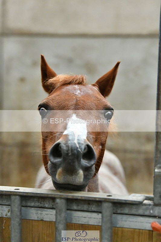 230804A-094529-02181 - Stable Shots