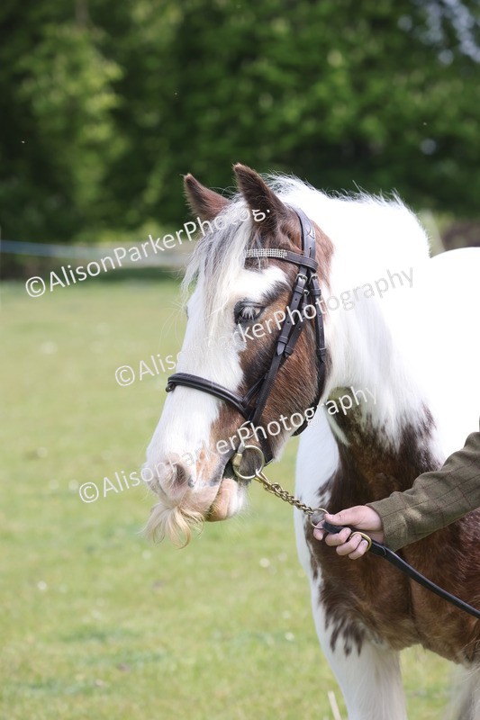 20260426-3333 - Class 27 - Coloured Horses and Ponies