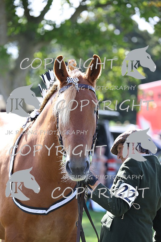 APP_3190 - Class 3 Youngstock