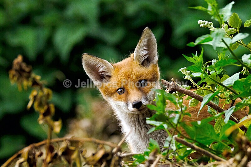  - Wildlife and Nature