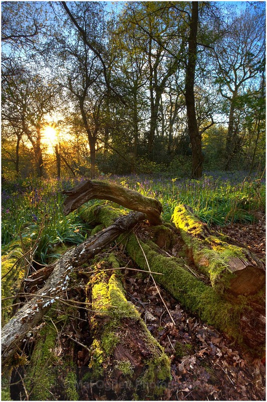 Pinfield Woods #02 - Worcestershire
