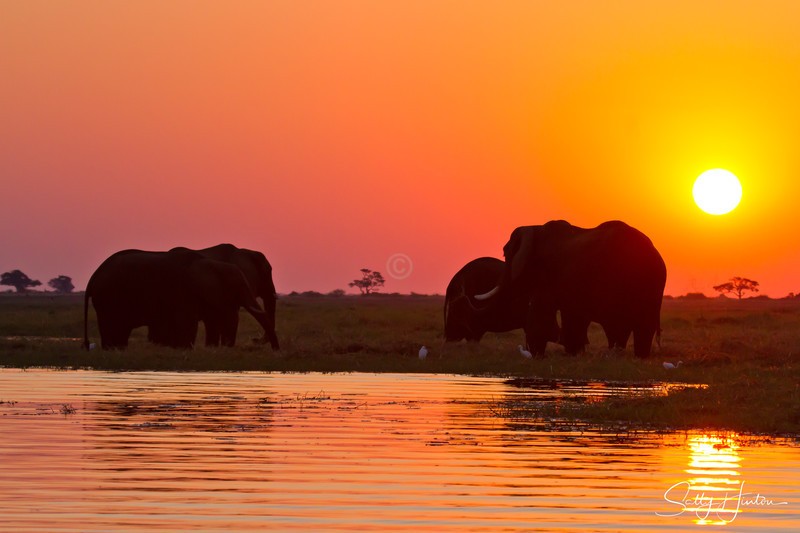 Chobe elephant sunset 1 - Landscapes