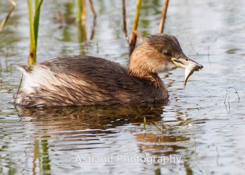 Astland Photography, Bird and Wildlife Images, Susan and Peter Wilson, U.K.