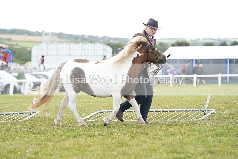 DSC06861 - Class 60: Coloured Pony 4yrs & over