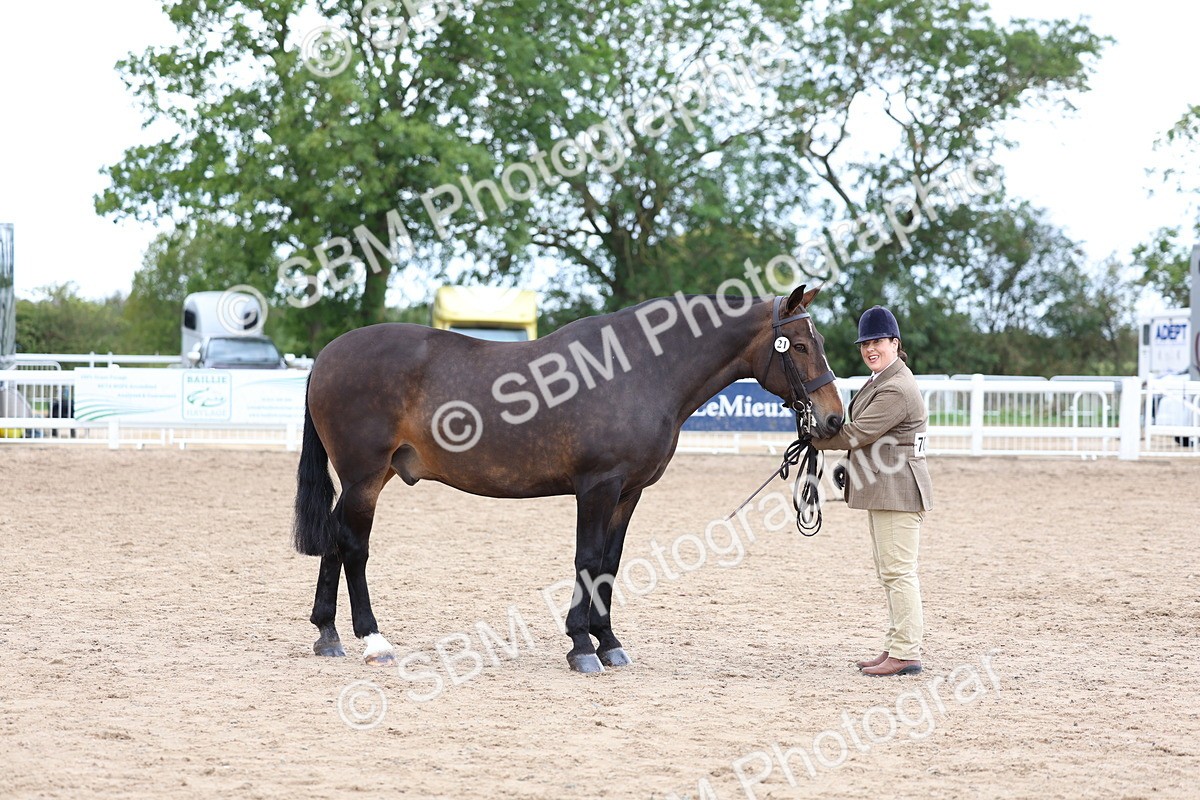 SBM_05696 - Class 28 - IH Veteran Horse