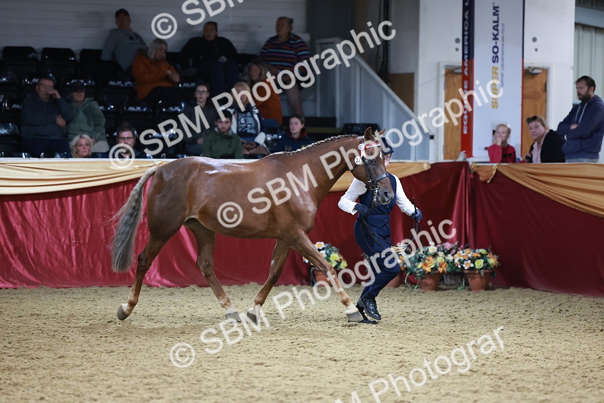 SBM_20077 - Class C - Novalty Champ