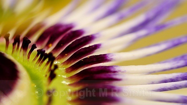“Gas Ring Flames” - MACRO & CLOSE UPS