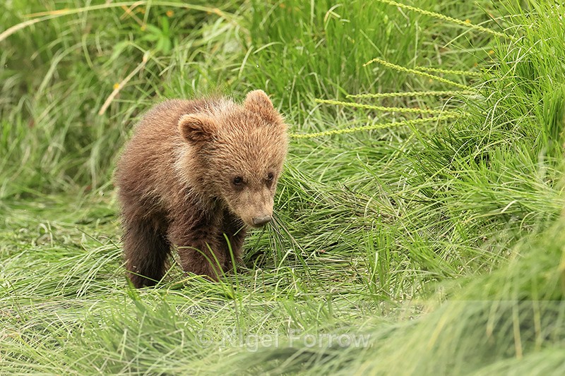 Brown Bear cub, Lake Clark National Park, Alaska - Brown Bear