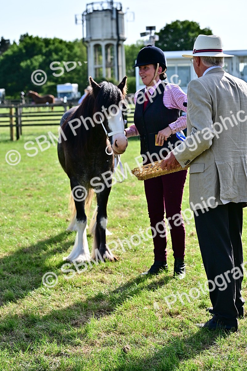 SBM_10043 - Class 63-65 - Traditional Gypsy Cobs In Hand & Ridden