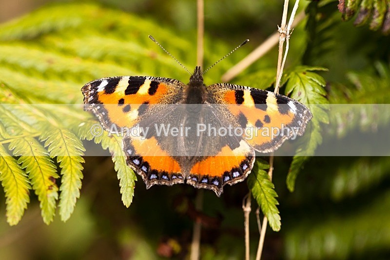 20121001-_MG_0439 - Butterflies & Moths