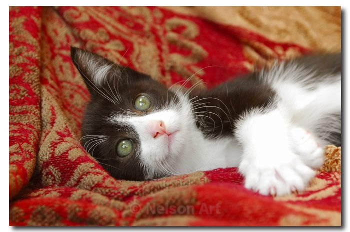 Captain Jack - Cats & Dogs