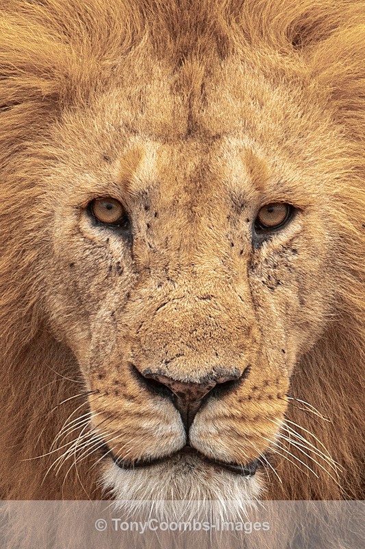 Lion - Mara North ~ Cats