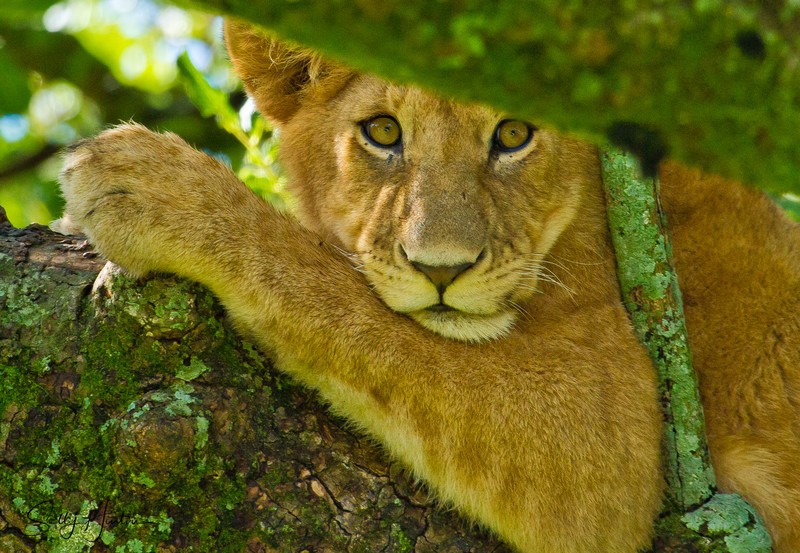 Tree Lions Serengeti 4