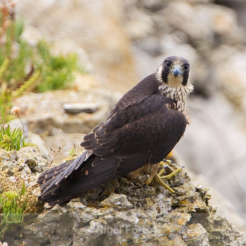 Peregrine (juvenile) on a cliff ledge - Peregrine Falcon