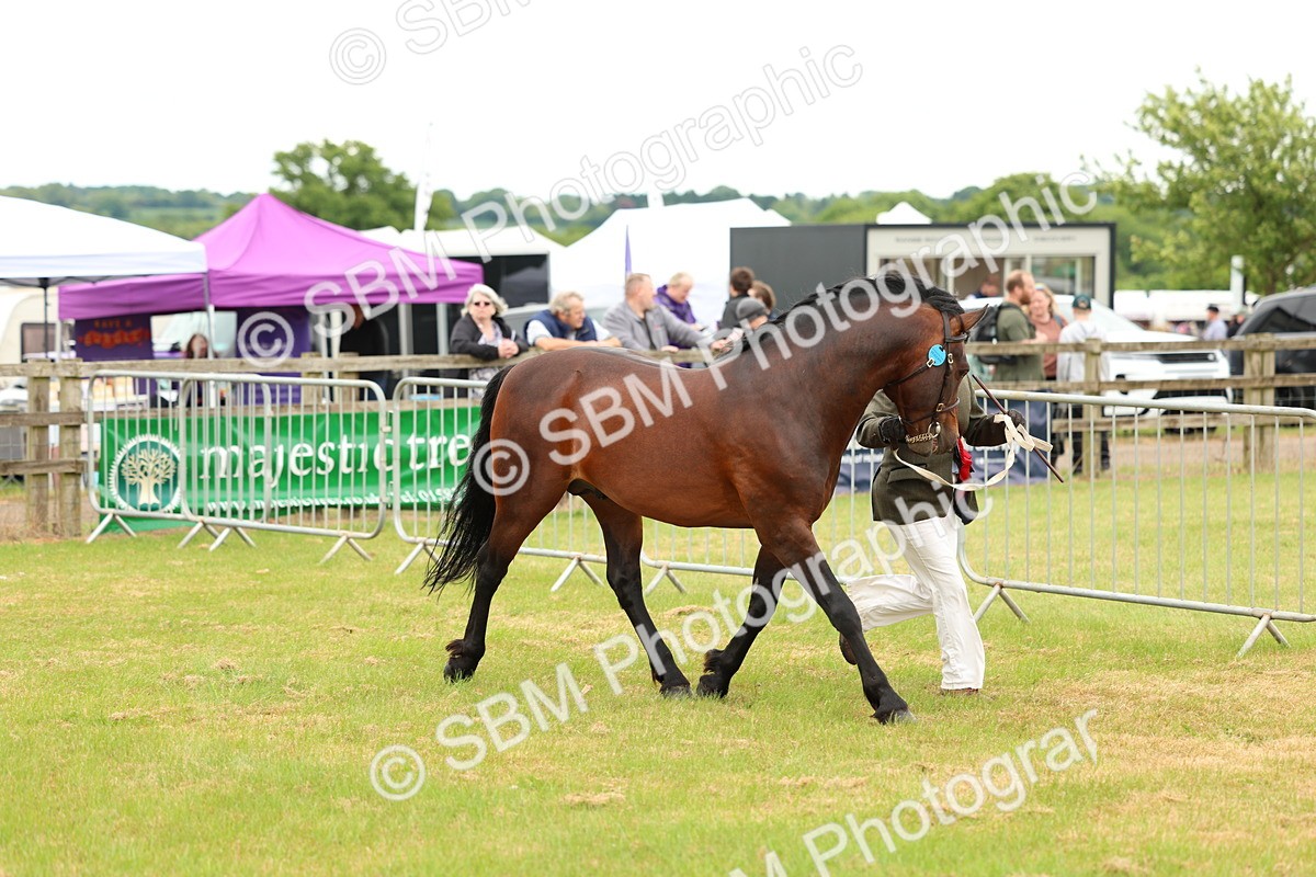 SBM_04254 - Class 64-67 - Shetland Pony In Hand