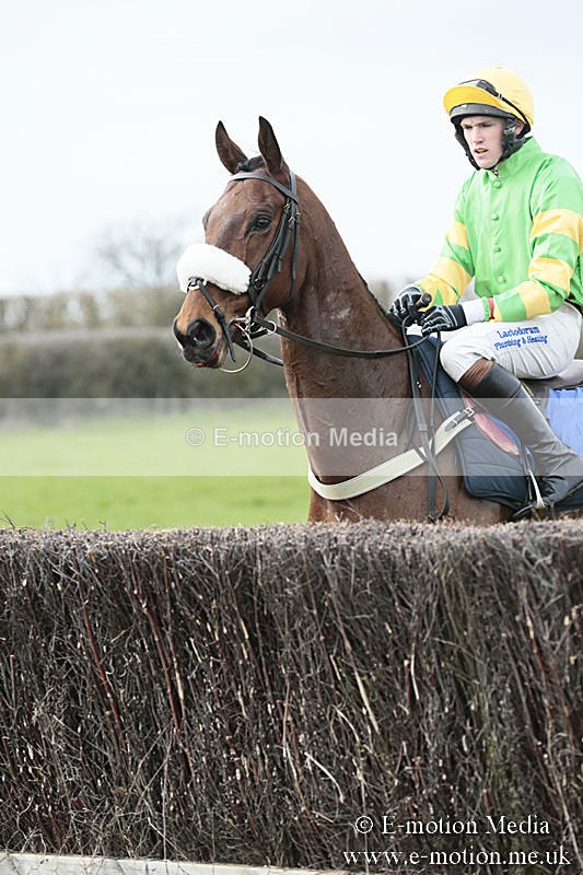 PtP 230319 221 - VWH Hunt Siddington Point-to-Point Racing 23/03/19