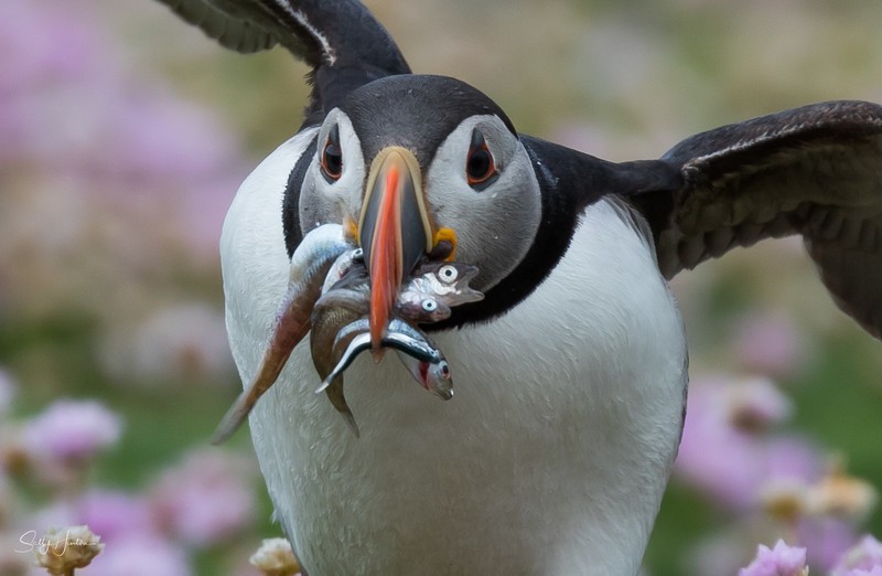 Puffen with Fish 6 - Puffins