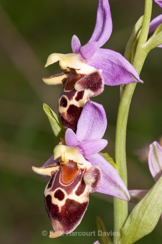  - Orchids - Crete