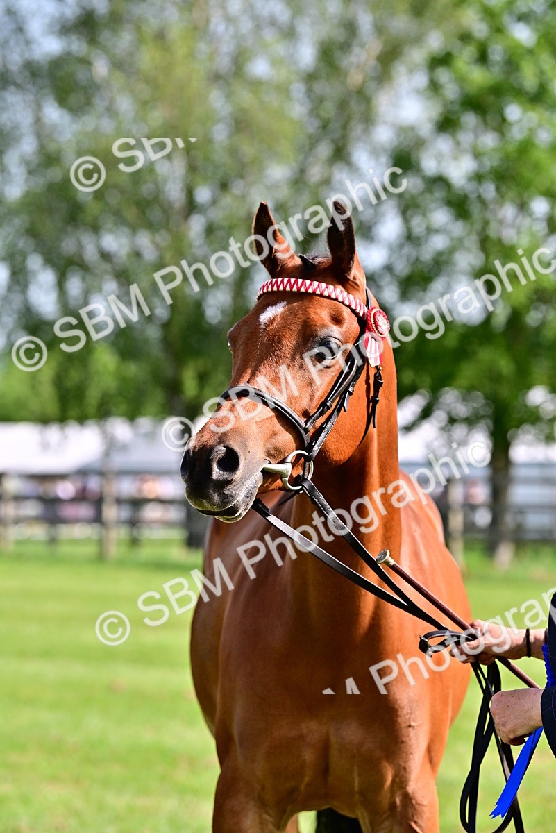 SBM_01088 - Class 46-49 - Arab and Part Bed-Anglo Arab In Hand