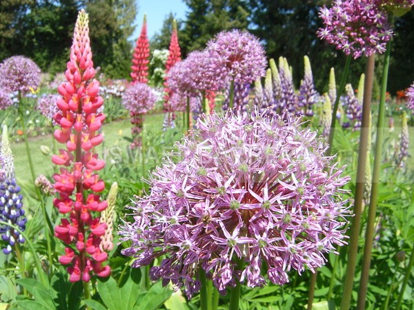Garden - FLORAL