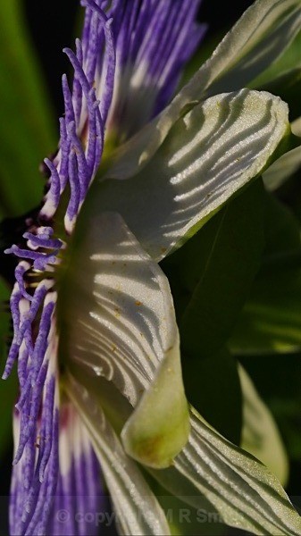 Sideways Shadows - MACRO & CLOSE UPS 2
