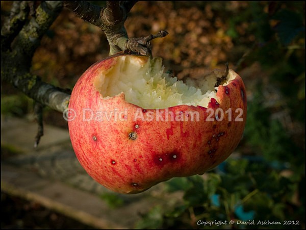Apple feeder - Leica Digilux 2