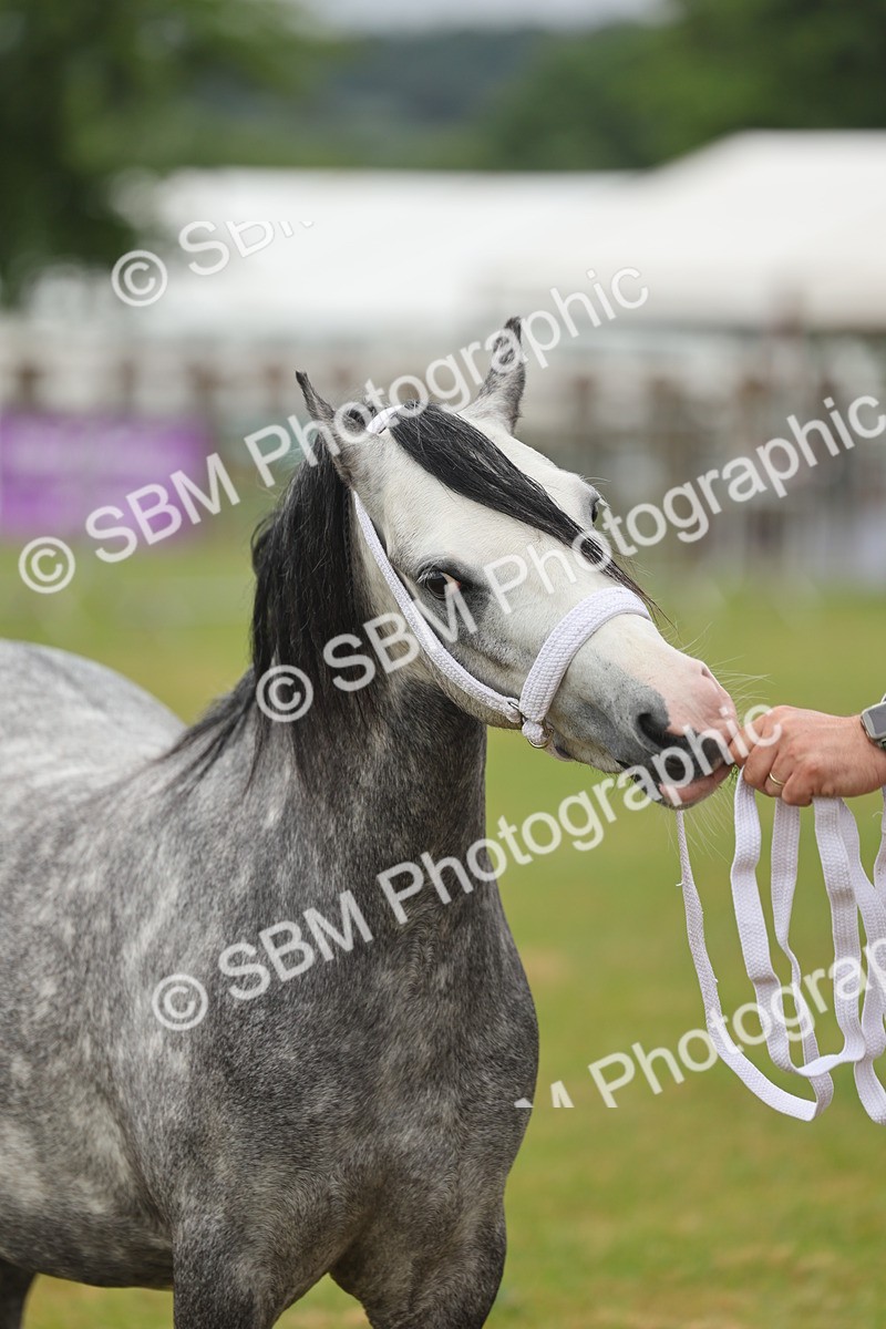 SBM_01381 - Class 50-57 - M&M Welsh Pony In Hand
