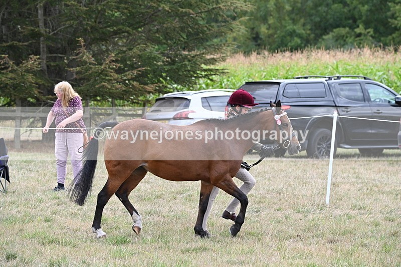 WJ6_6181 - Class 19 In-hand Veterans (Uploaded correct folder)