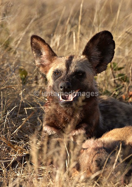 African Wild Dog - Botswana