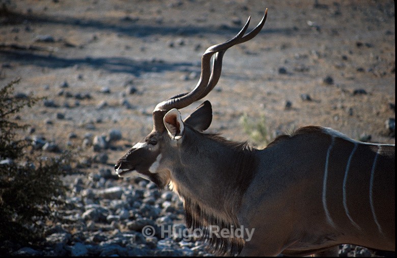  - Animals in the Wild