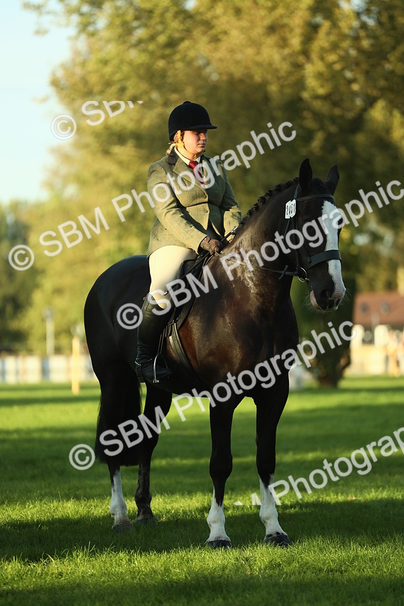 SBM_55557 - S14 - Riding Club Horse