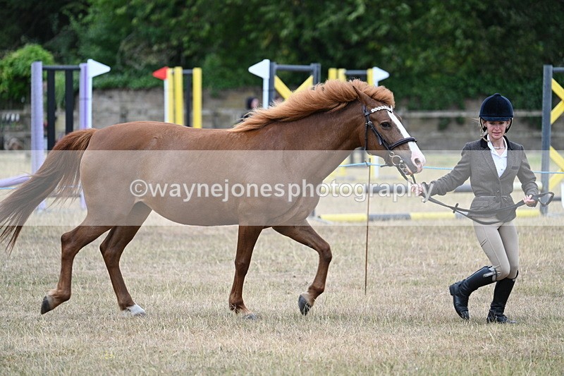 WJ7_8182 - Class 4 Prettiest Mare up to 14.2hh