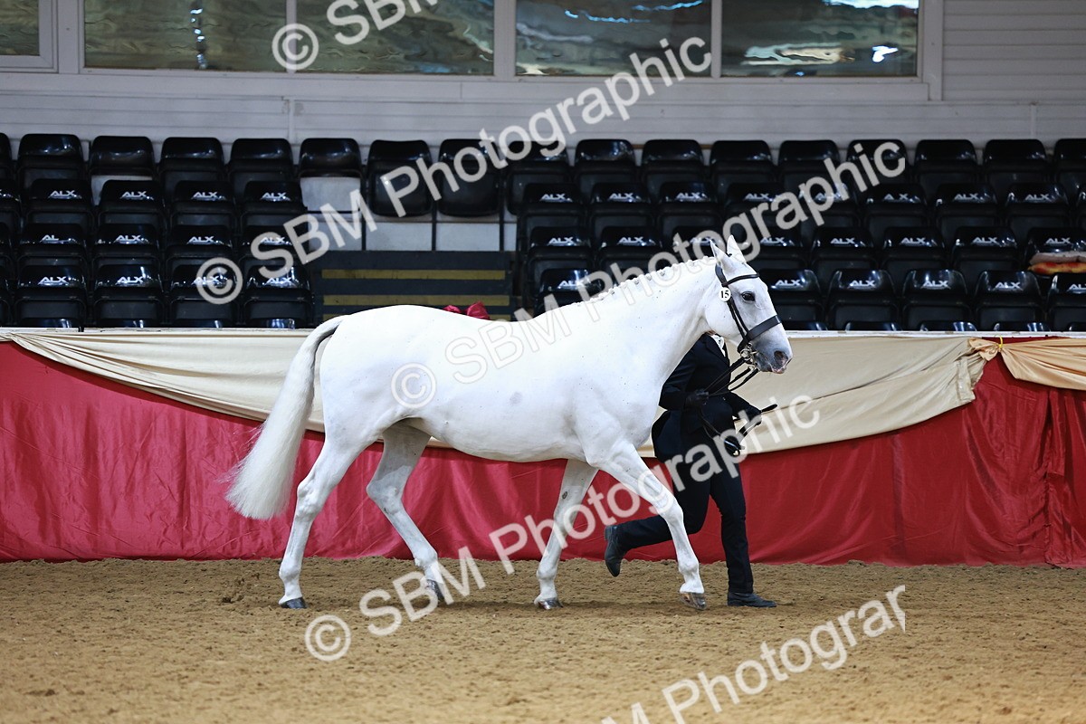 SBM_23091 - Class 903 - Supreme Final - IH Pre Vet