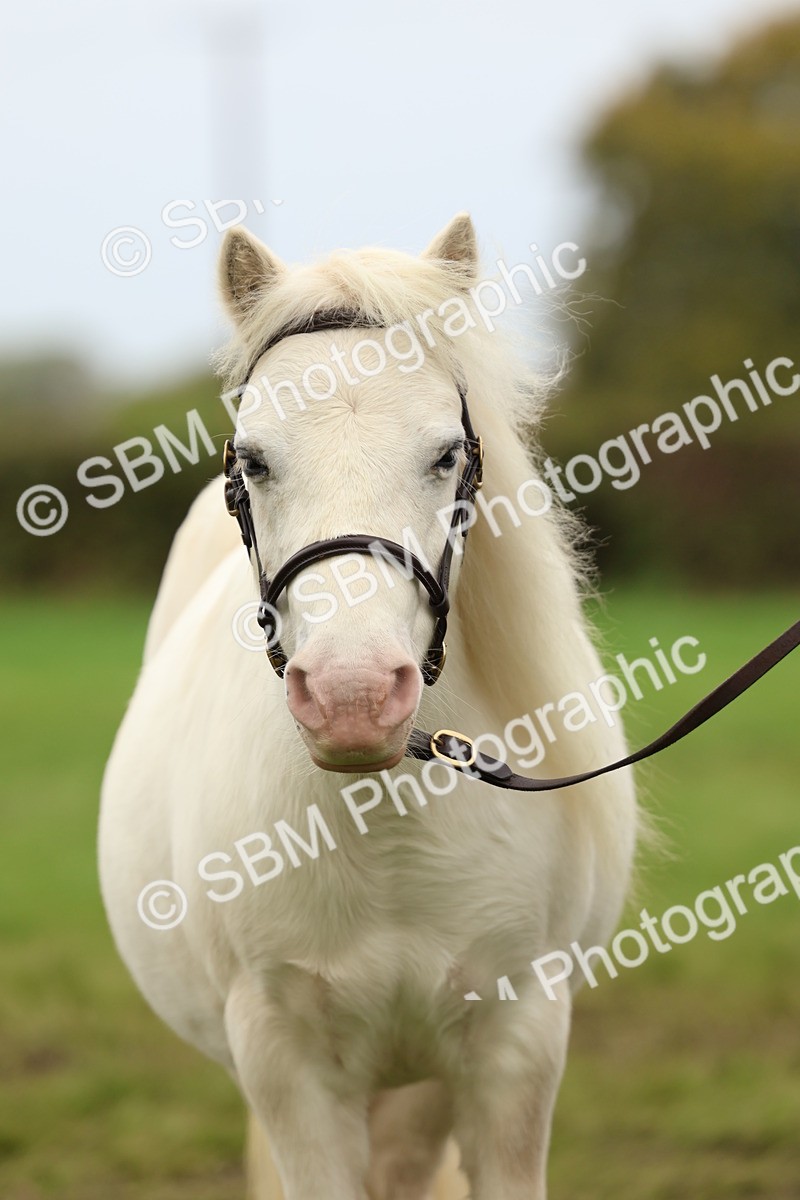 SBM_59917 - S36 - Rehabiliated Rescue Horse & Pony In Hand & Ridden