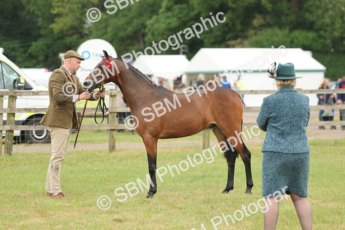 SBM_05426 - Class 68-73 - Riding Pony Breeding