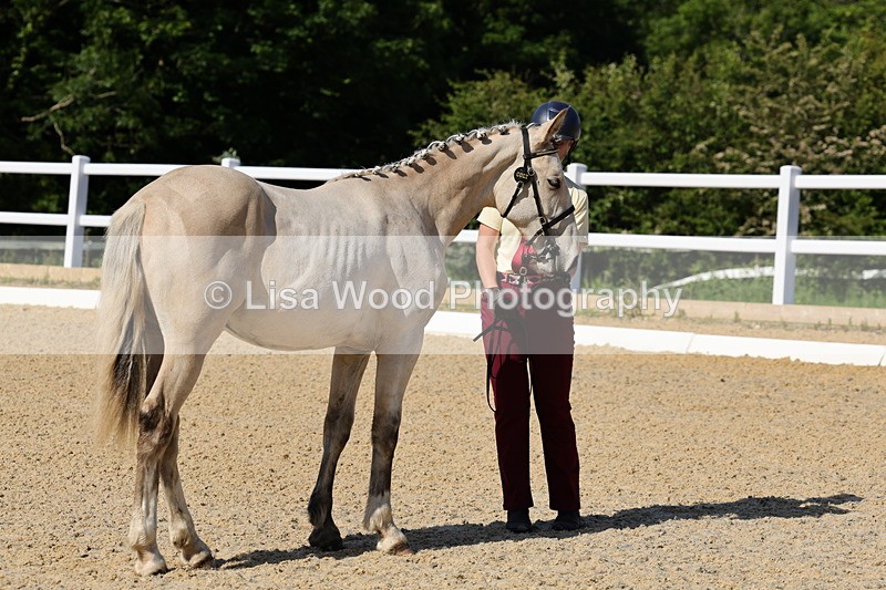 1X9A0772 - Class 4: Youngstock 1, 2, 3 year old to exceed 153cm