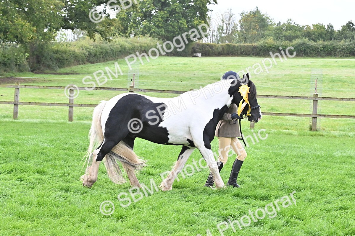 SBM_57022 - S45 - Coloured Pony In Hand